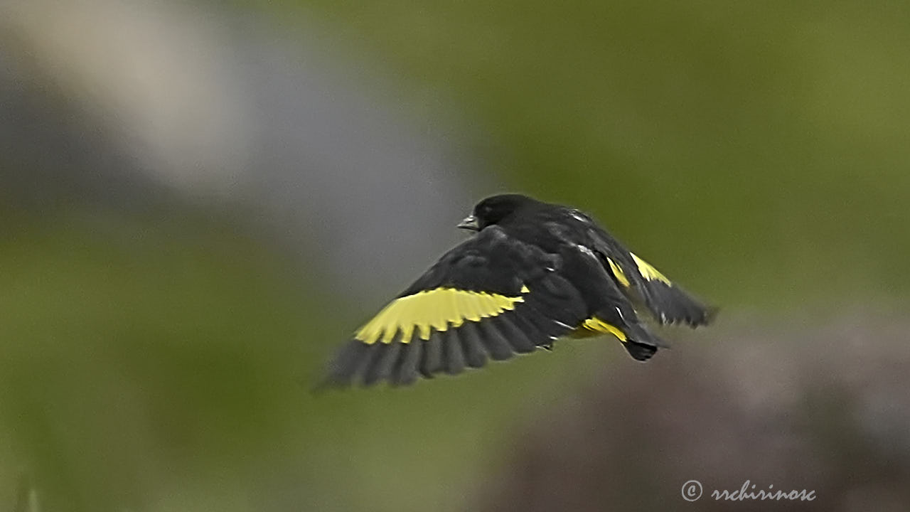 Black siskin