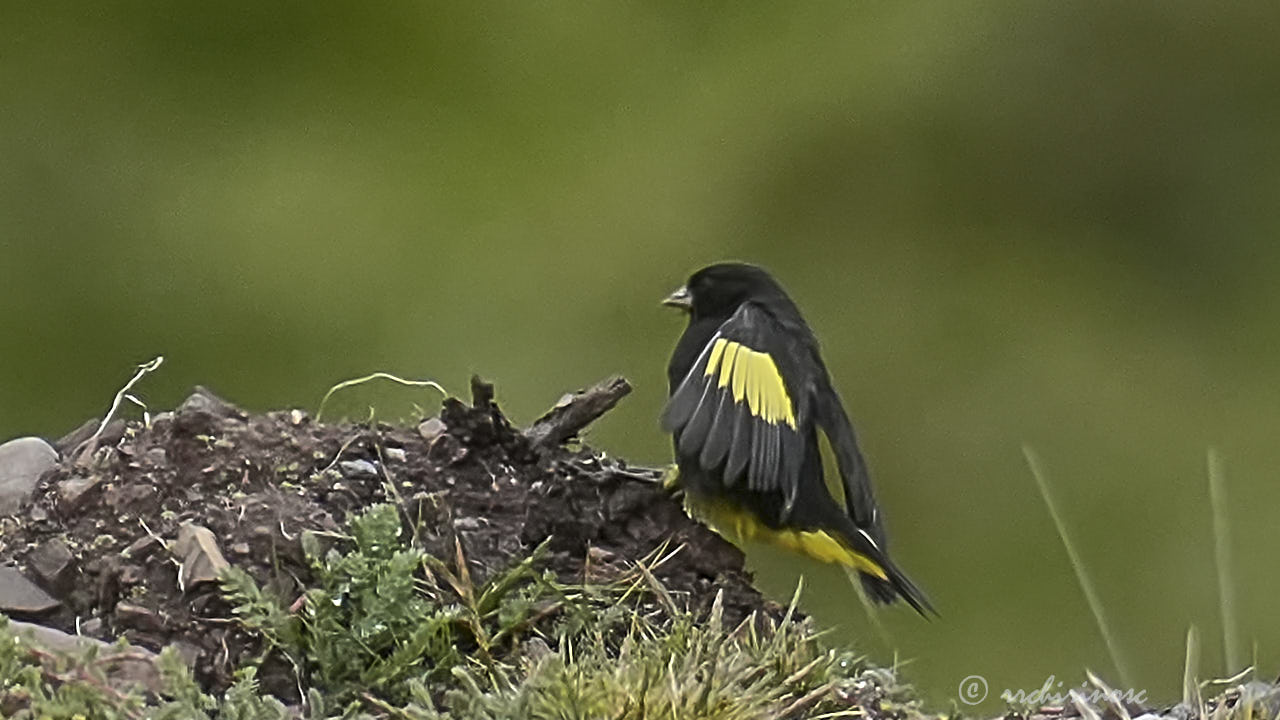 Black siskin