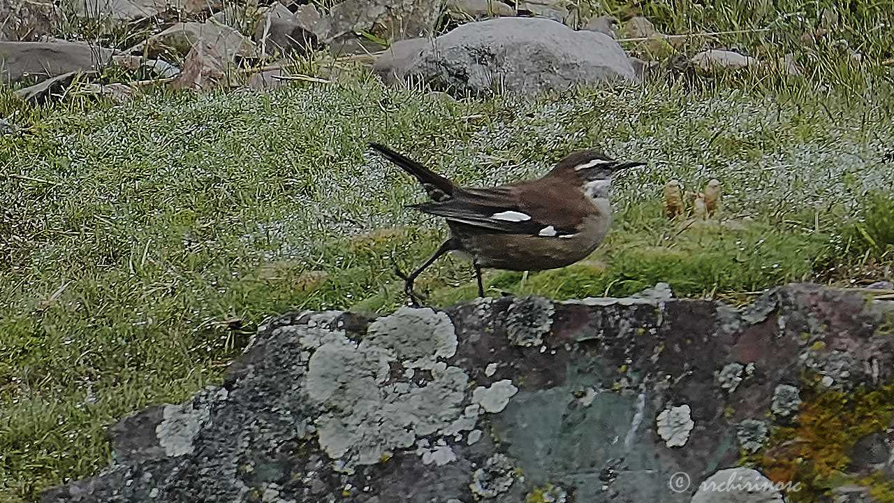 White-winged cinclodes