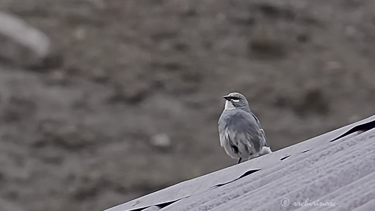 Glacier finch