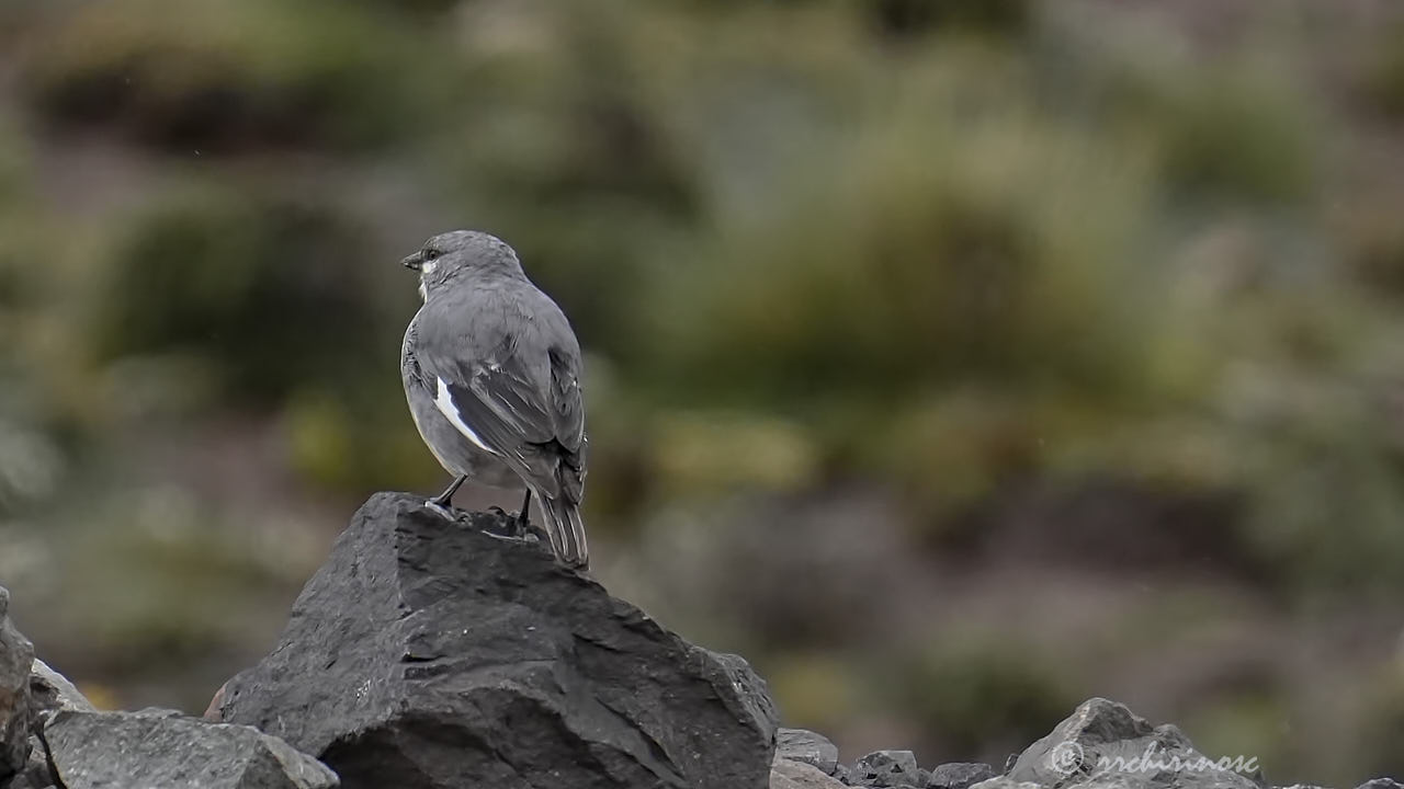 Glacier finch