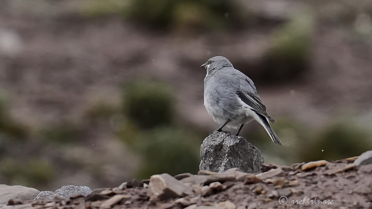 Glacier finch