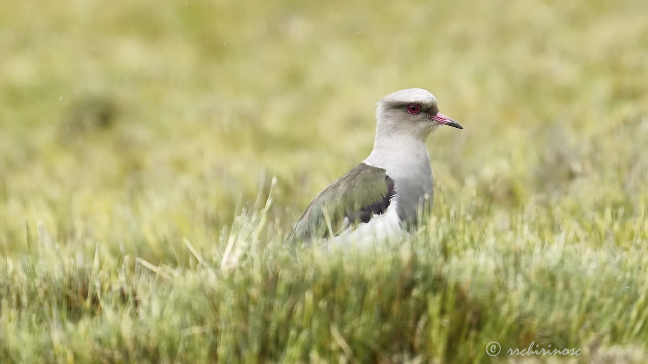 Andean lapwing