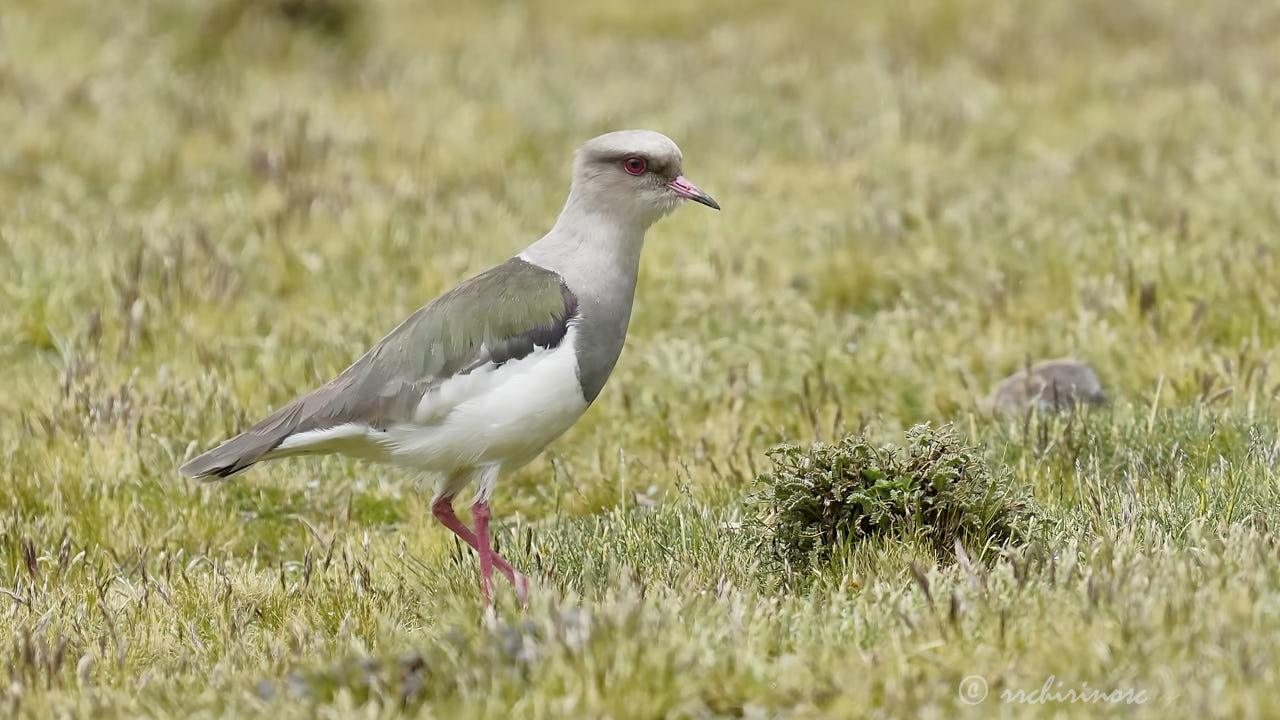Andean lapwing