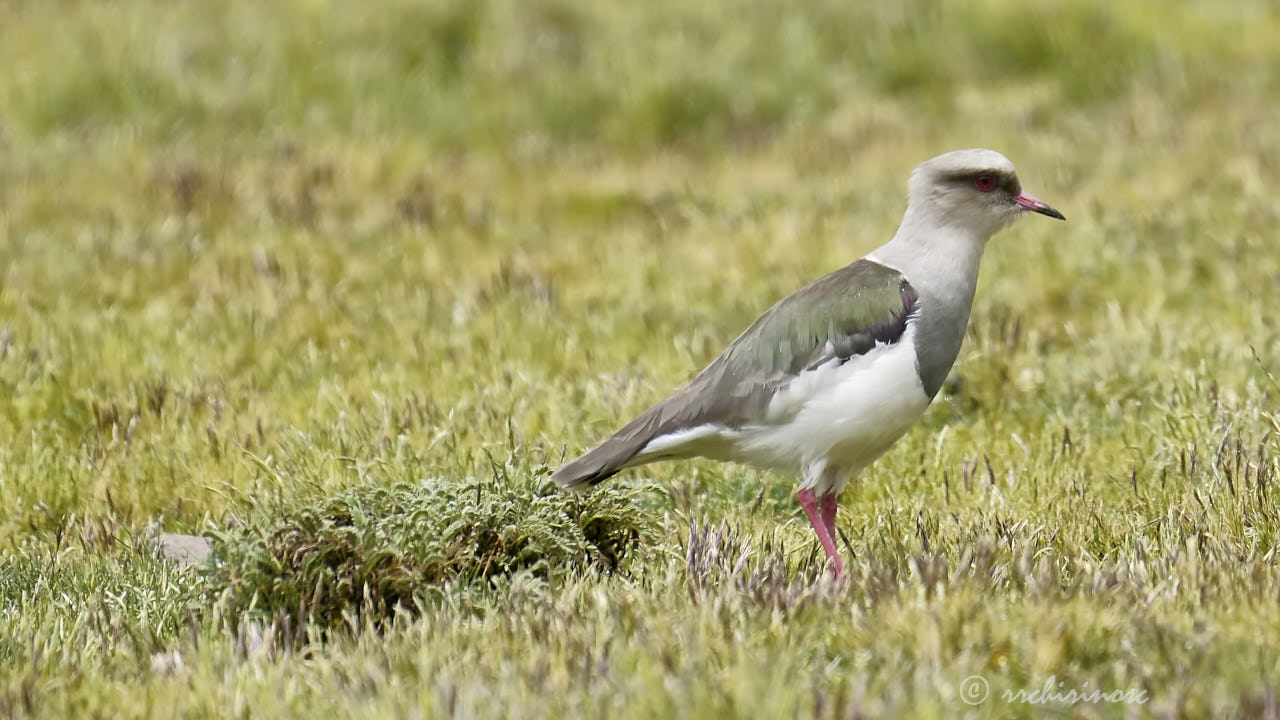 Andean lapwing