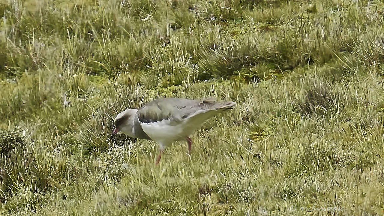 Andean lapwing