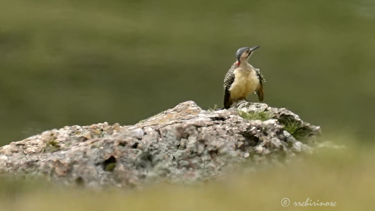 Andean flicker