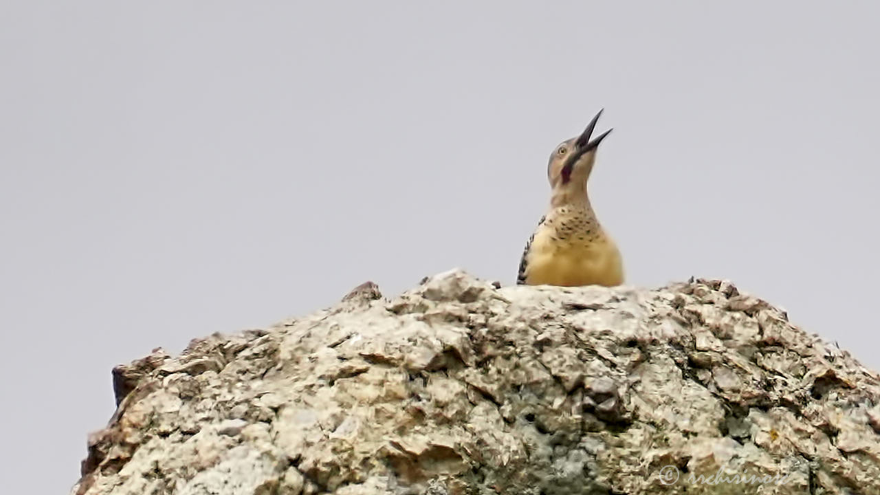 Andean flicker