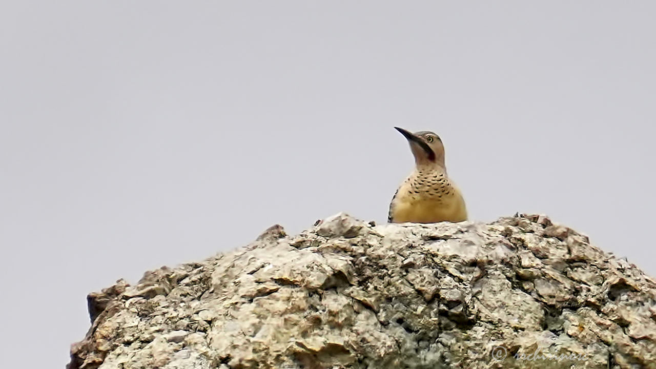 Andean flicker