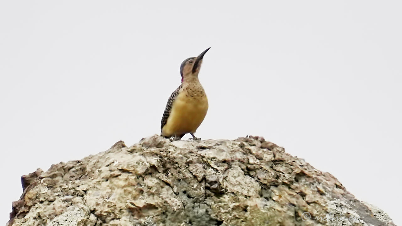 Andean flicker