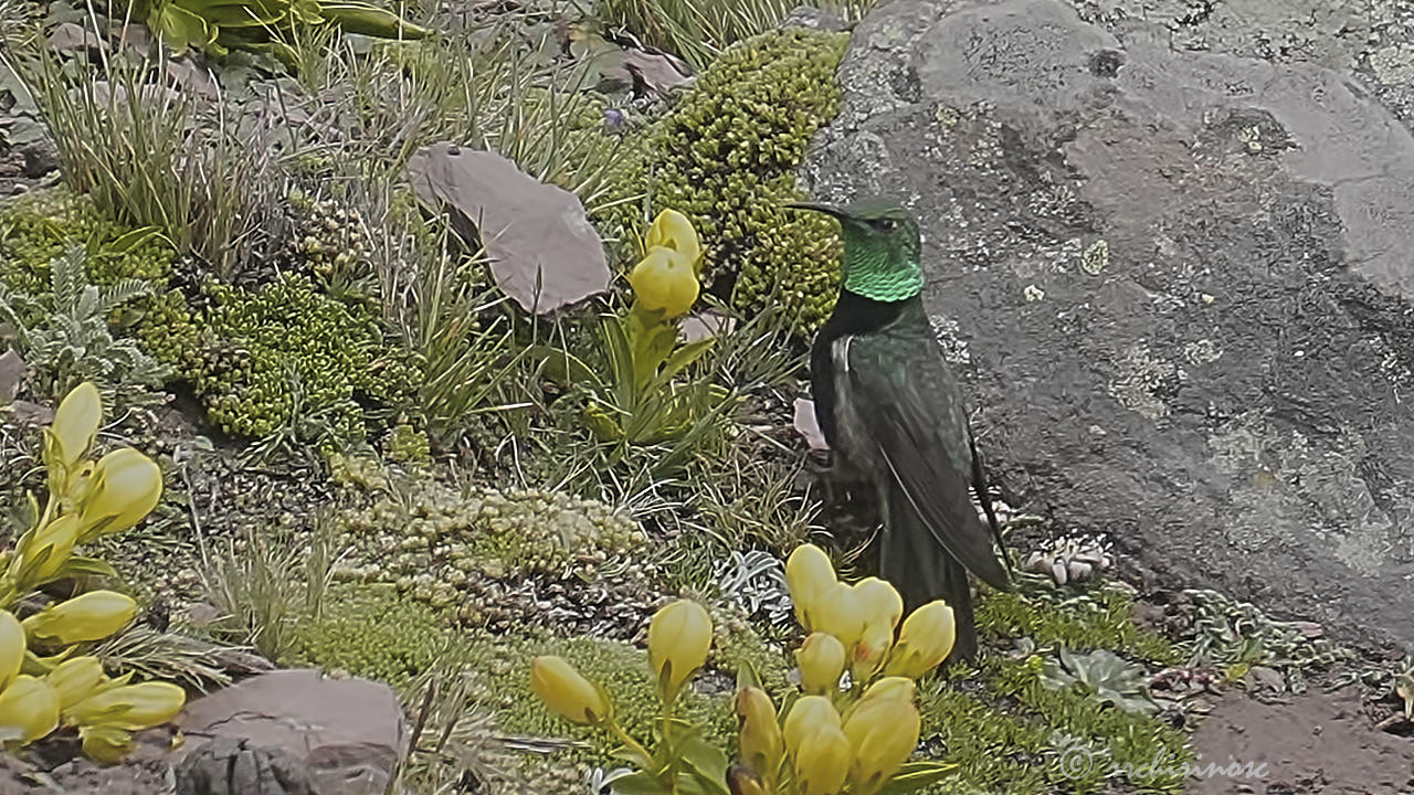 Black-breasted hillstar