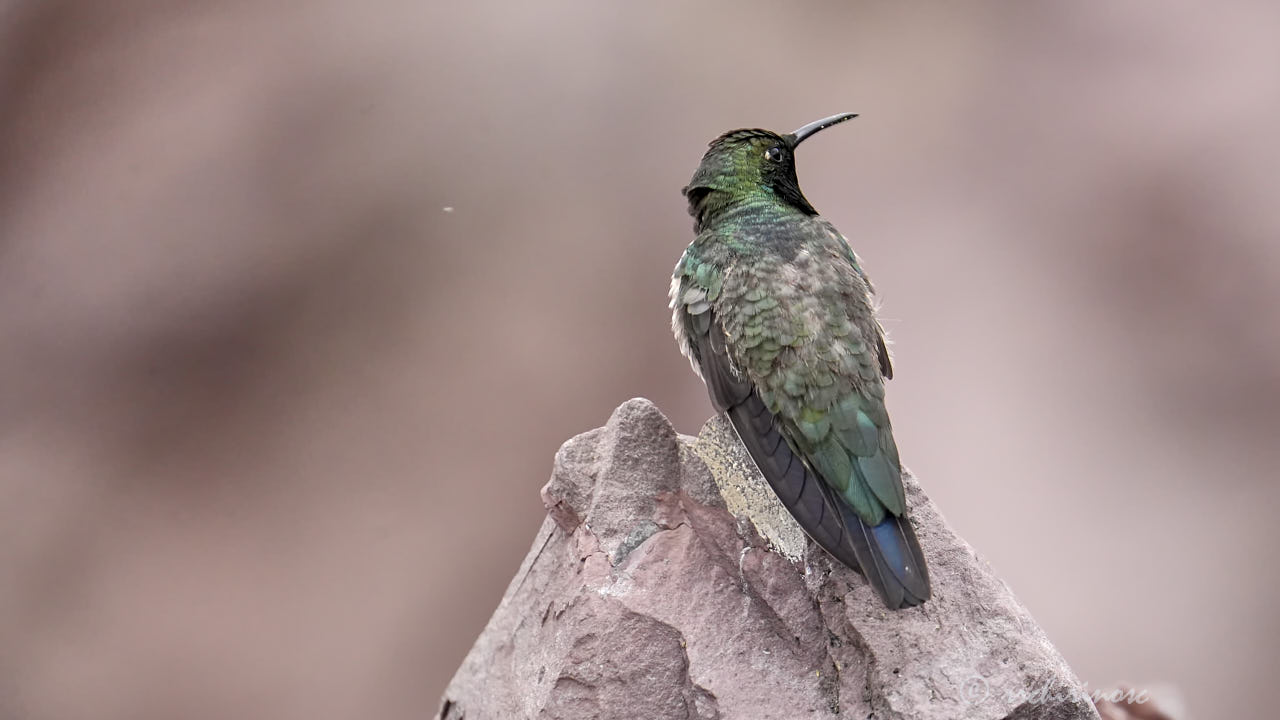 Black-breasted hillstar