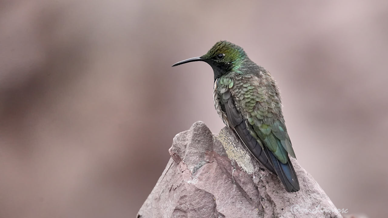 Black-breasted hillstar