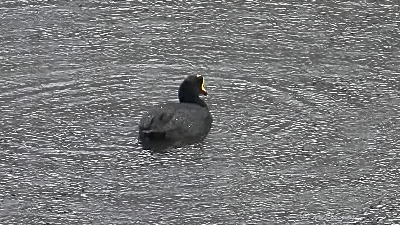 Giant coot