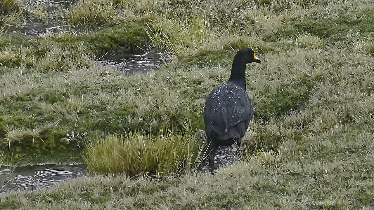 Giant coot