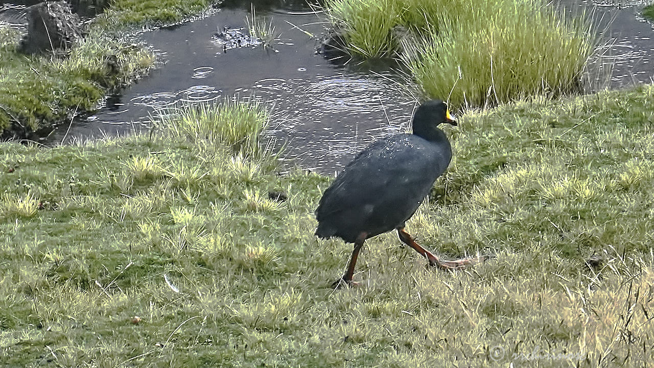 Giant coot