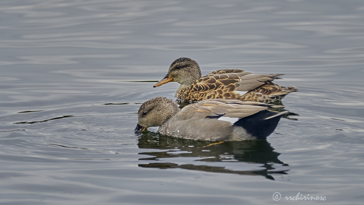 Gadwall