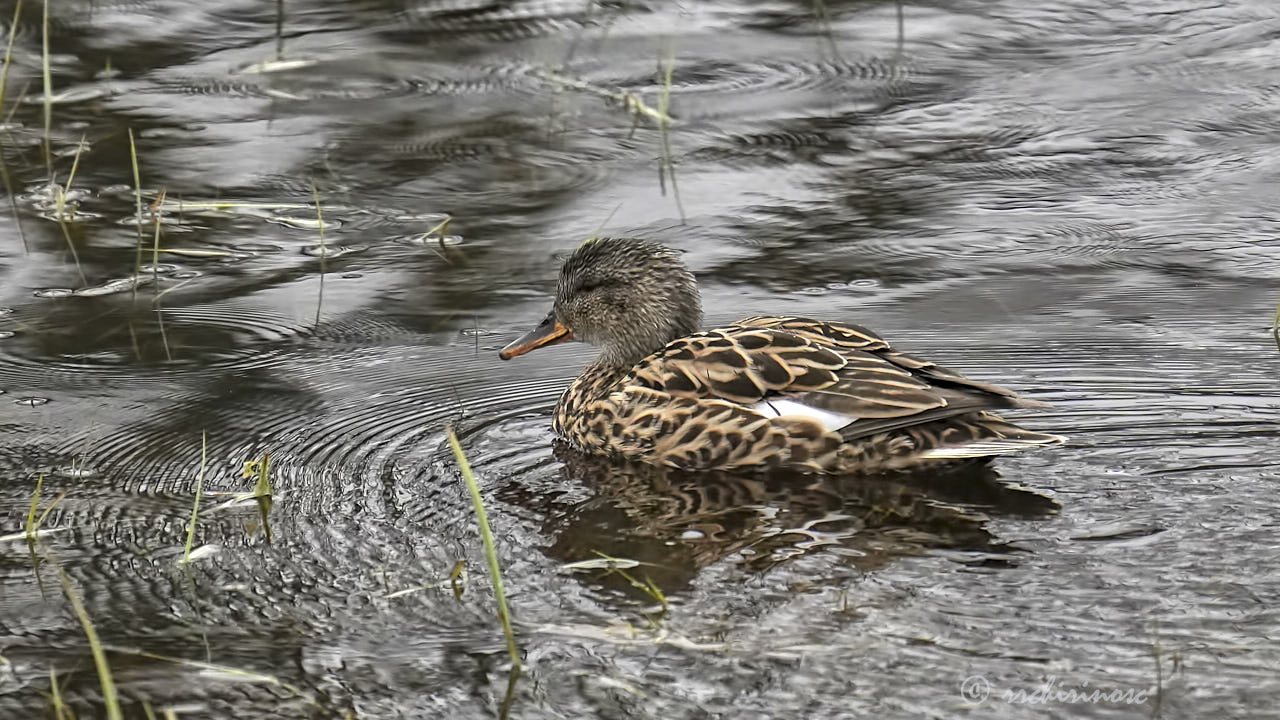 Gadwall