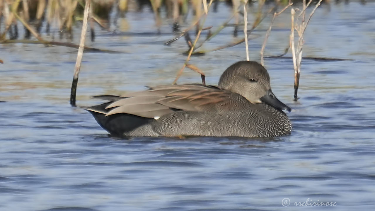 Gadwall