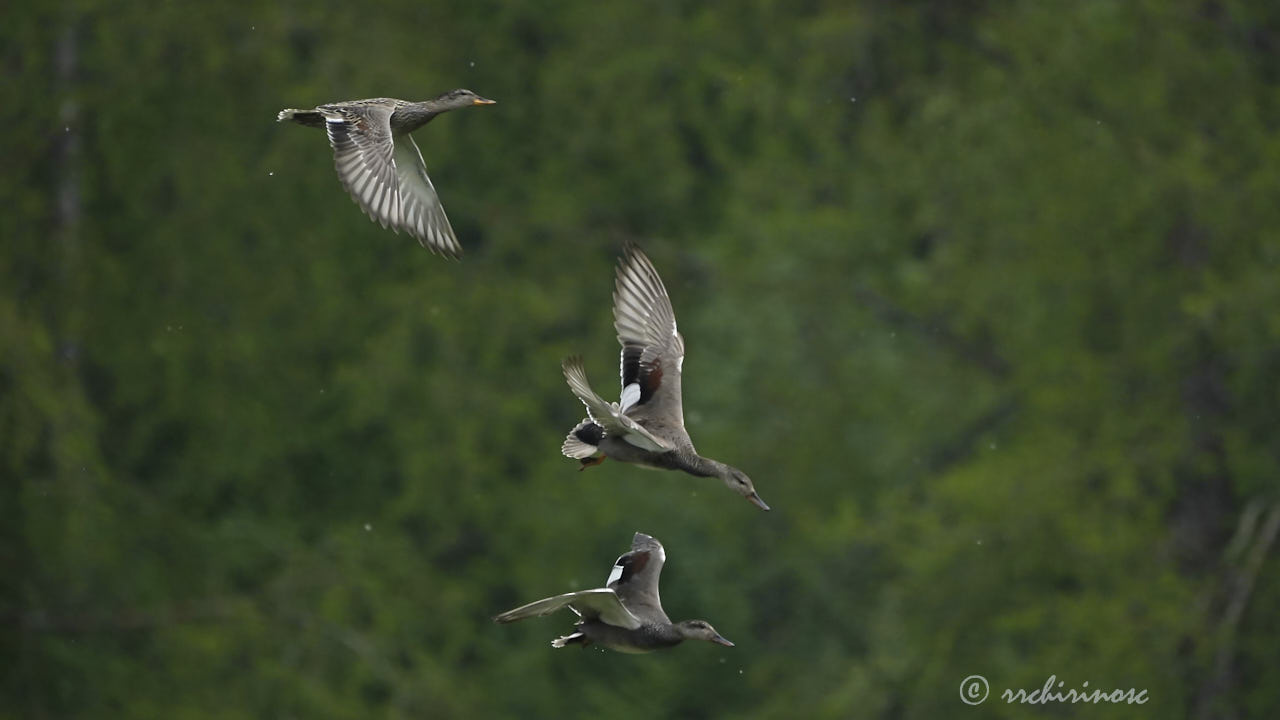 Gadwall