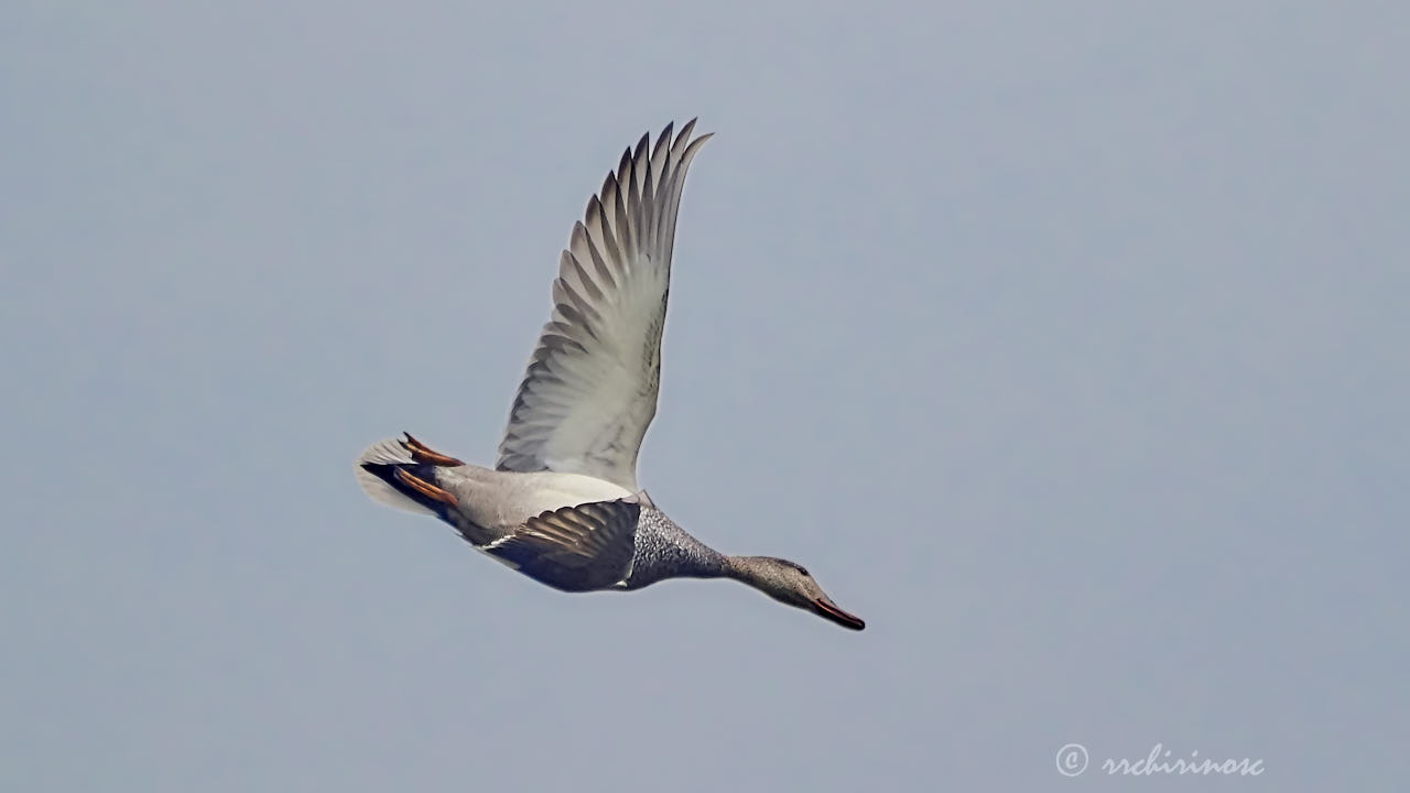 Gadwall