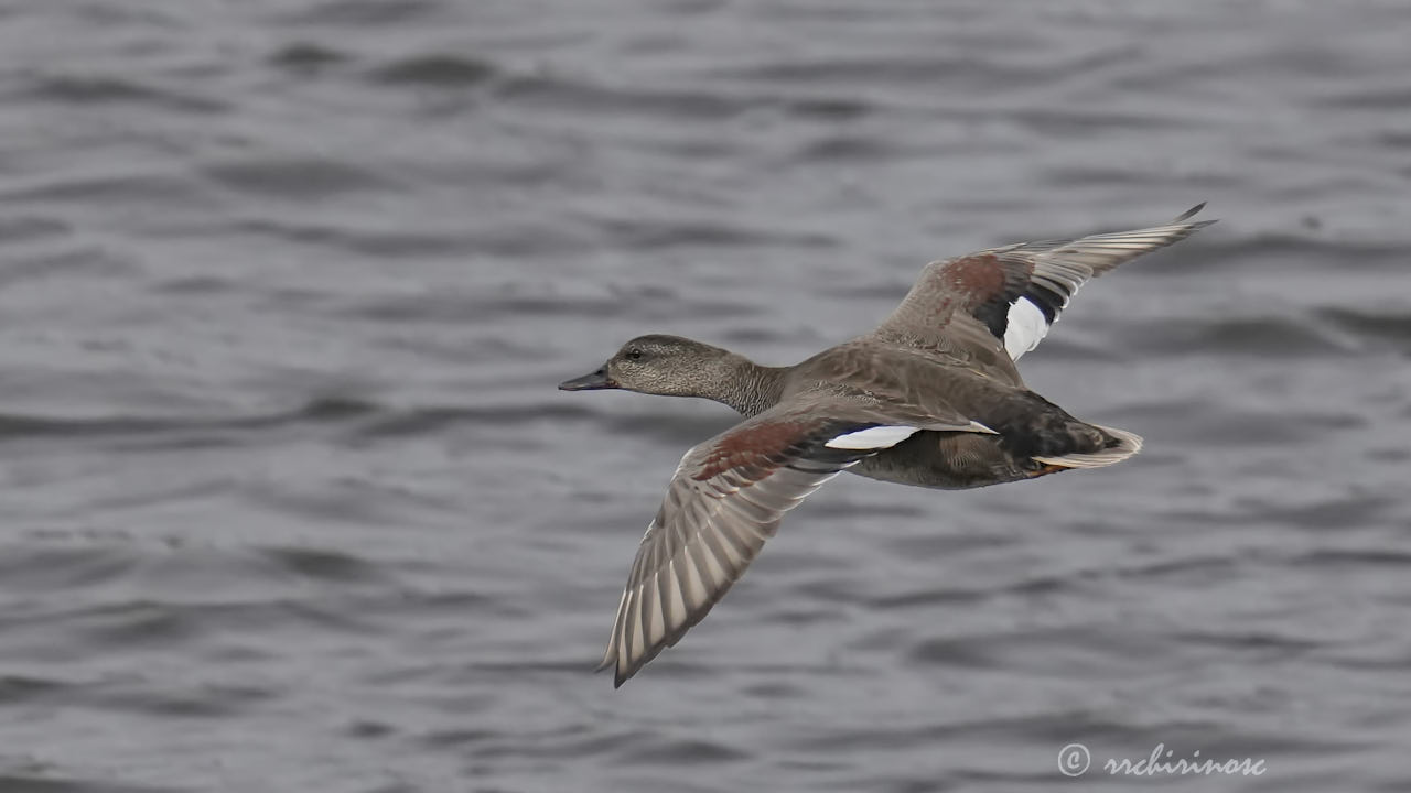 Gadwall