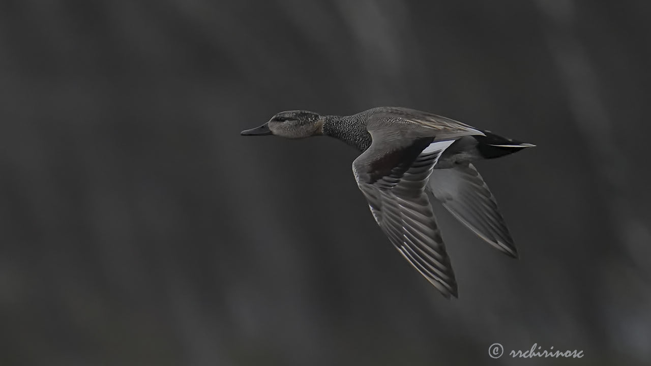 Gadwall