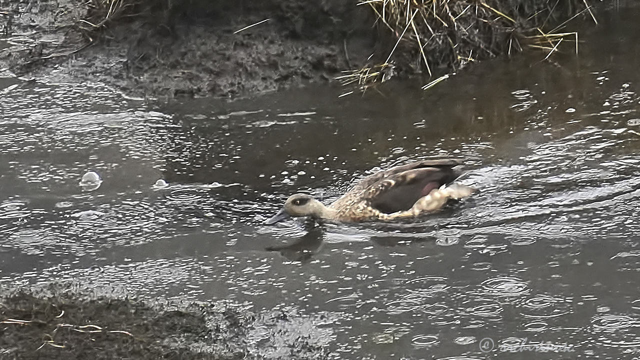 Crested duck