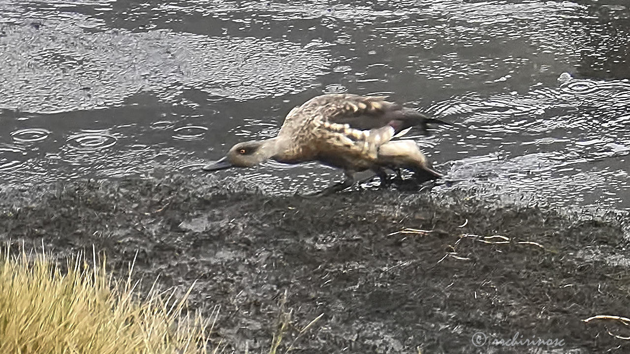 Crested duck