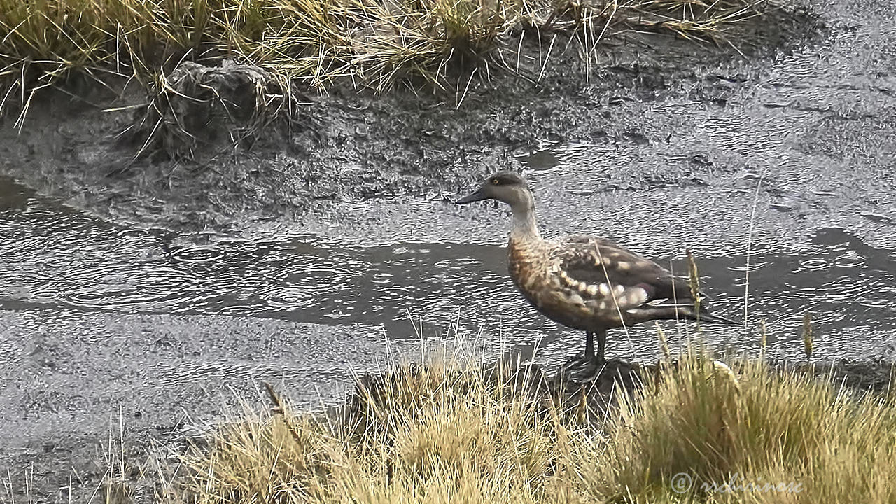 Crested duck