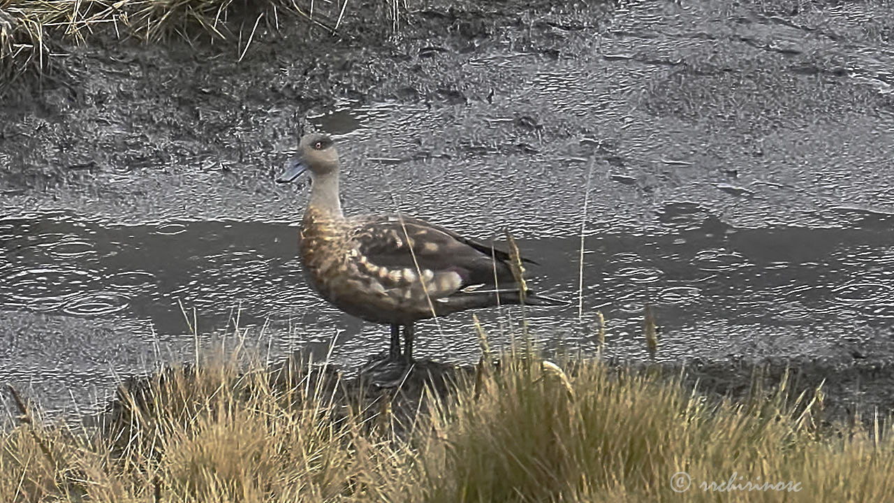 Crested duck