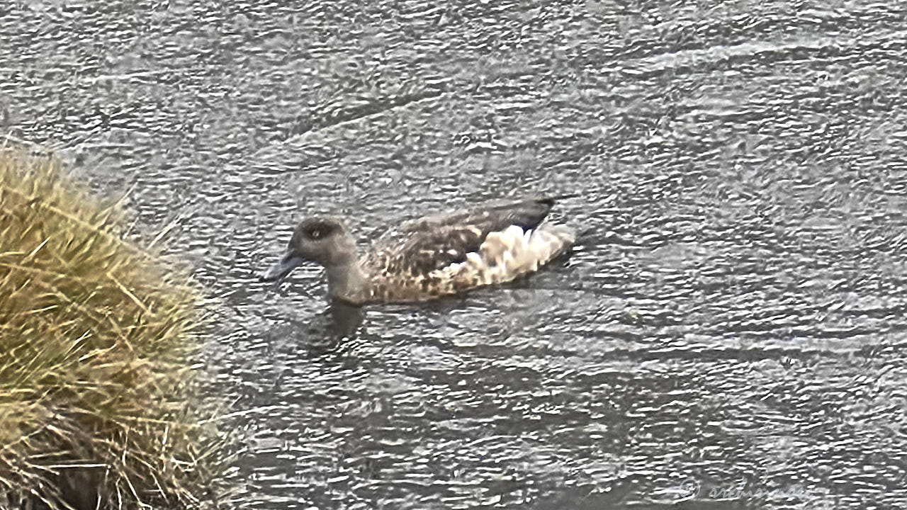 Crested duck