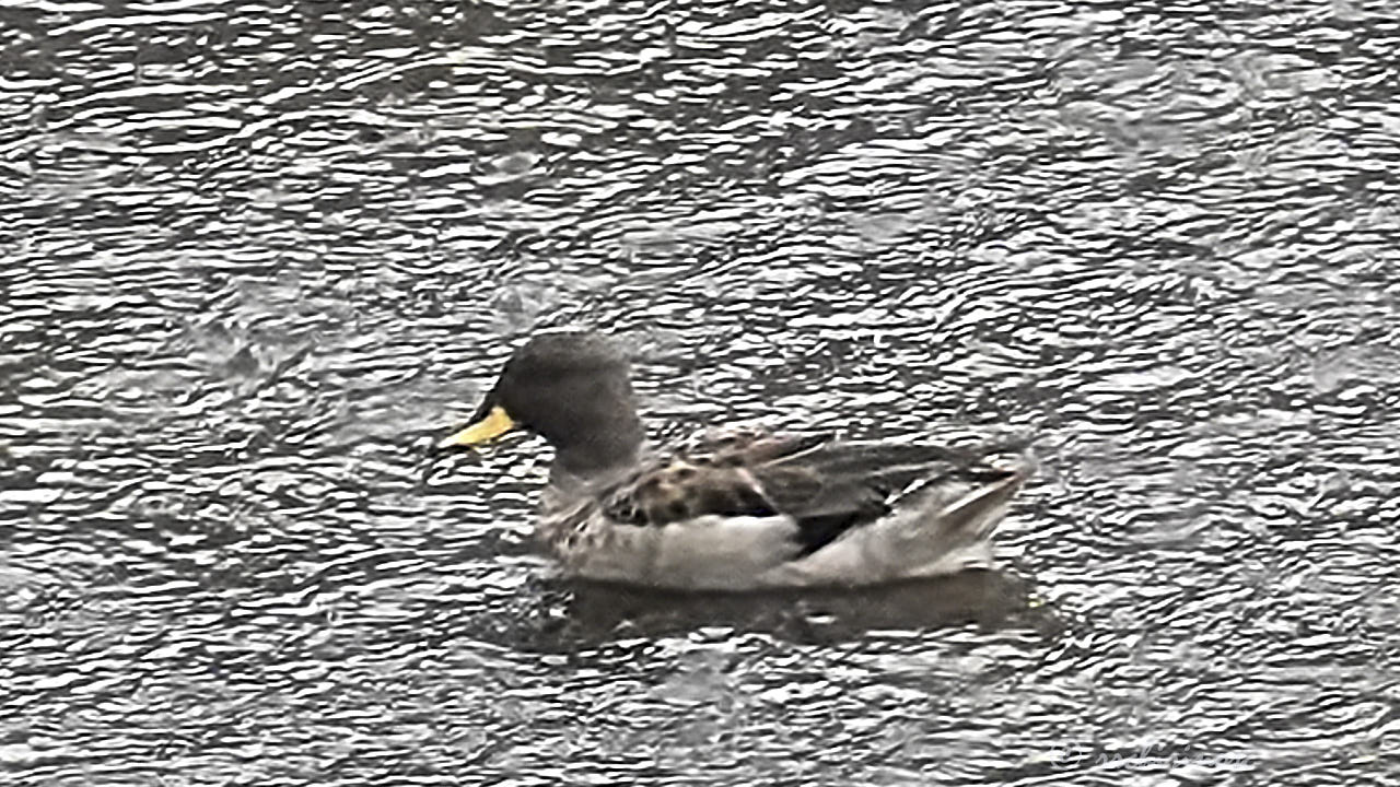 Yellow-billed teal