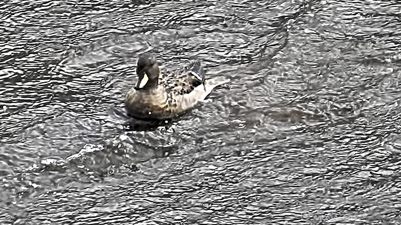 Yellow-billed teal