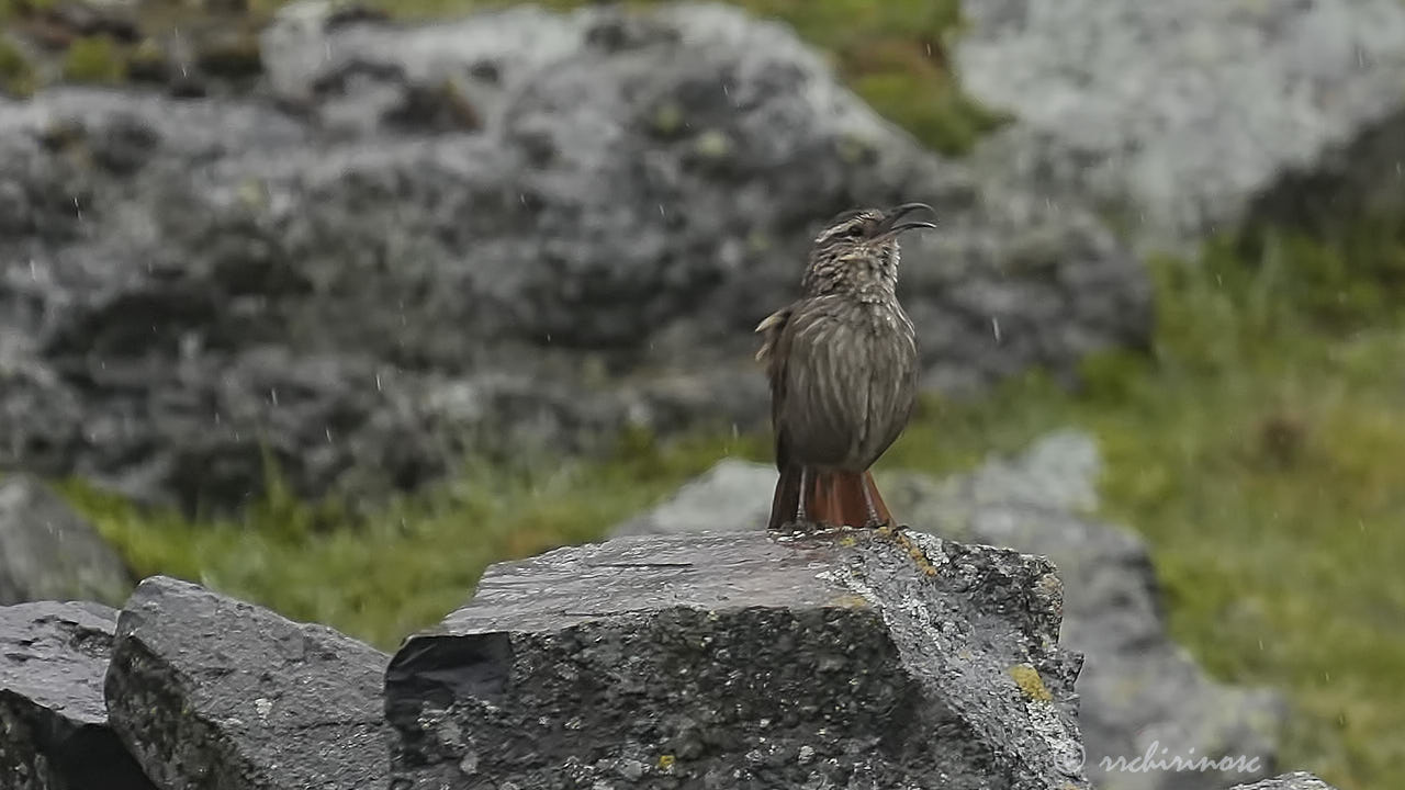 Striated earthcreeper