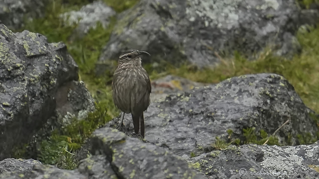 Striated earthcreeper