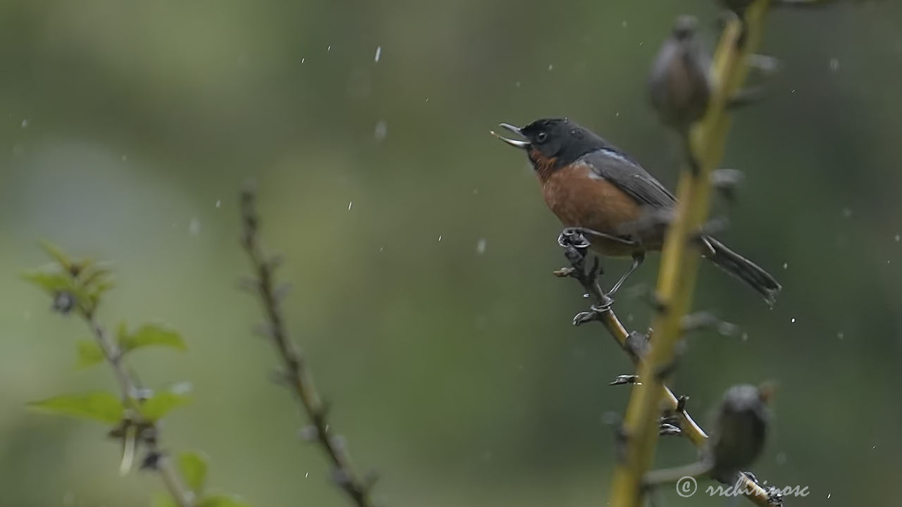 Black-throated flowerpiercer