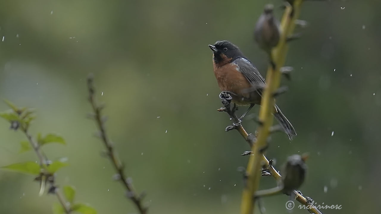 Black-throated flowerpiercer