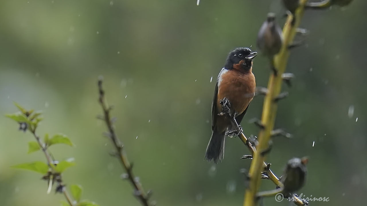 Black-throated flowerpiercer