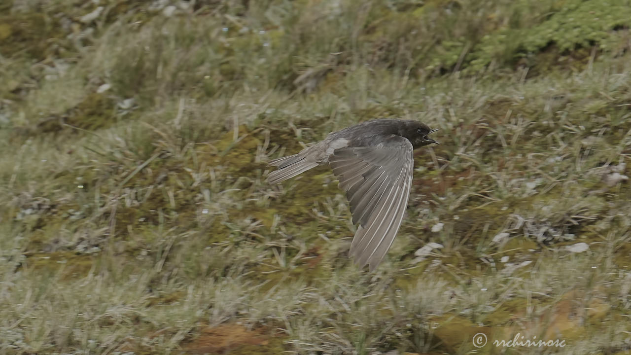 Andean swallow