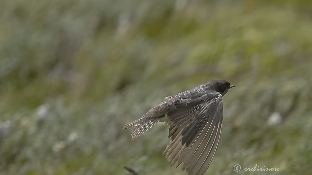 Andean swallow