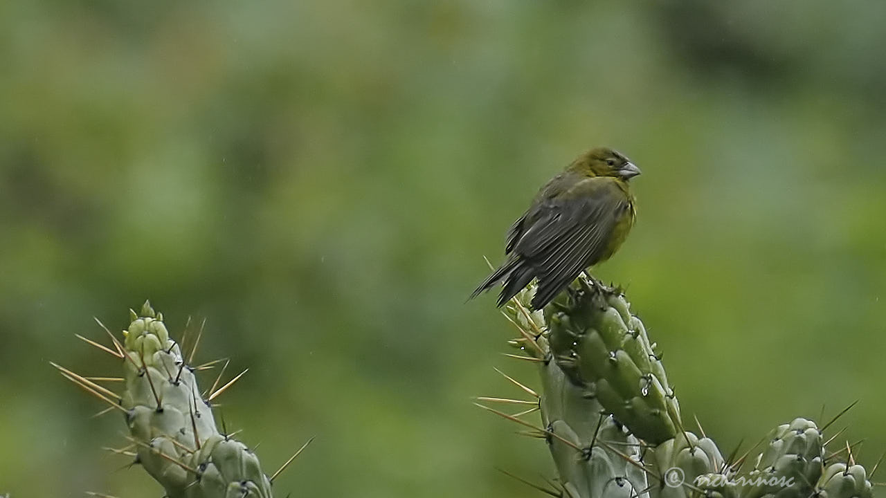 Greenish yellow finch