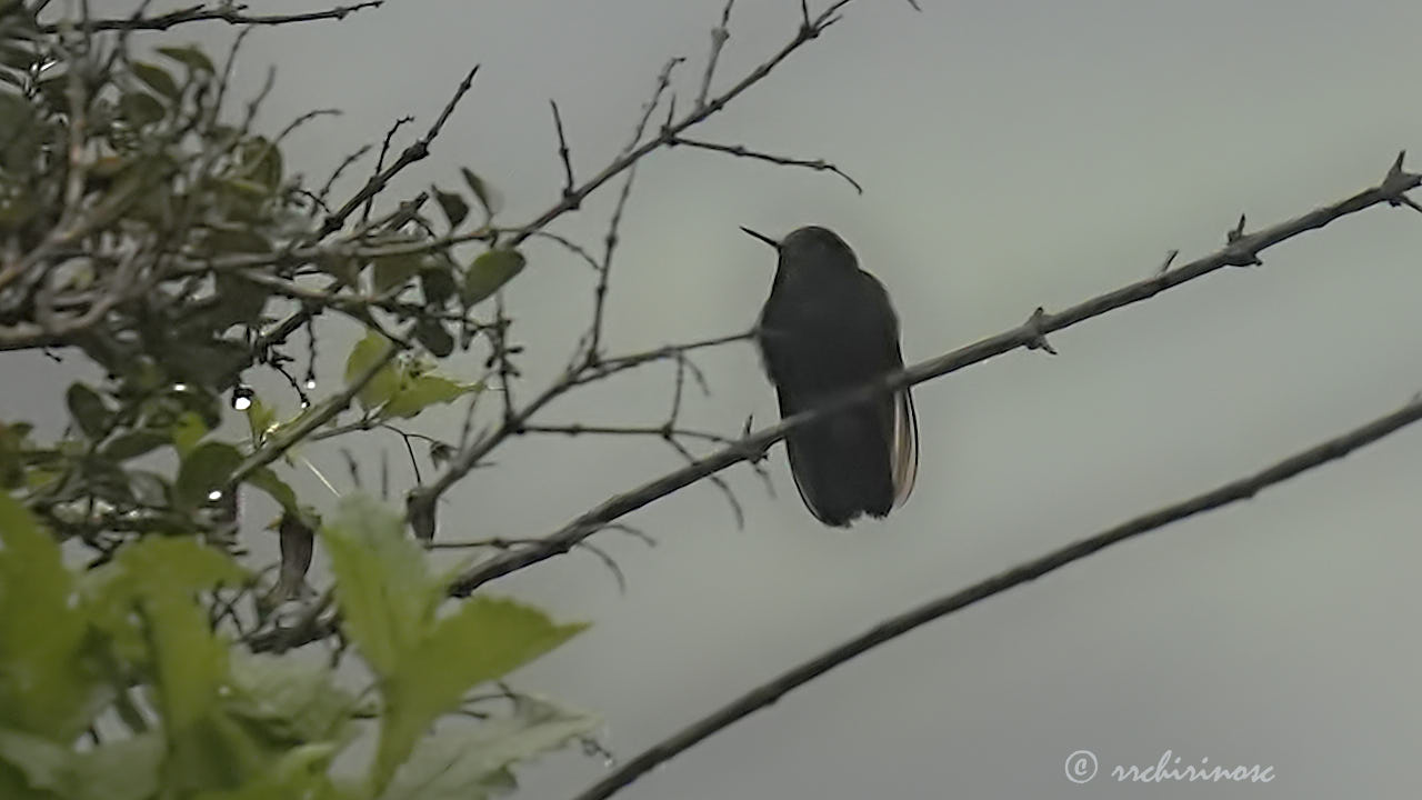 Black metaltail