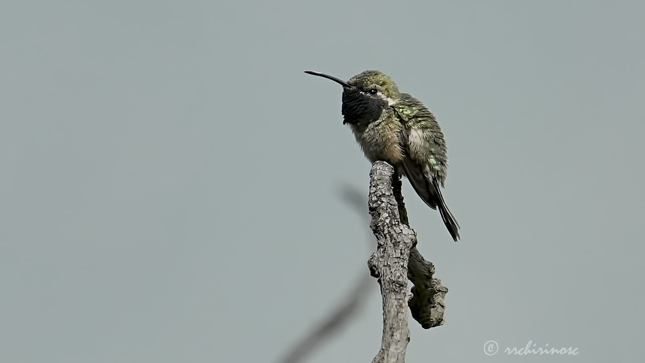 Purple-collared woodstar