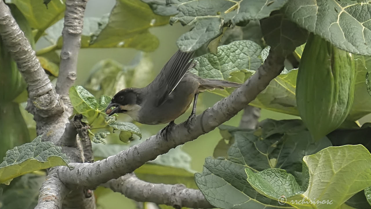 Rusty-bellied brushfinch