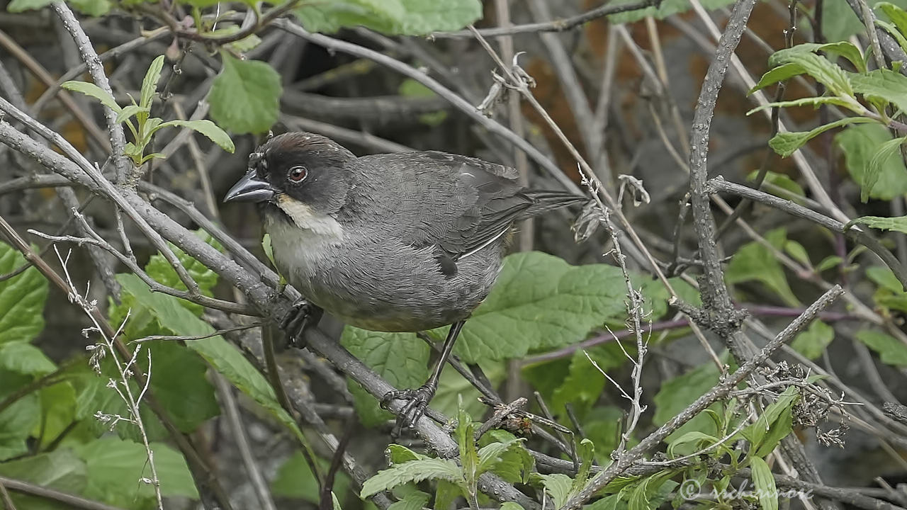 Rusty-bellied brushfinch