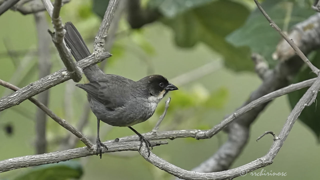 Rusty-bellied brushfinch