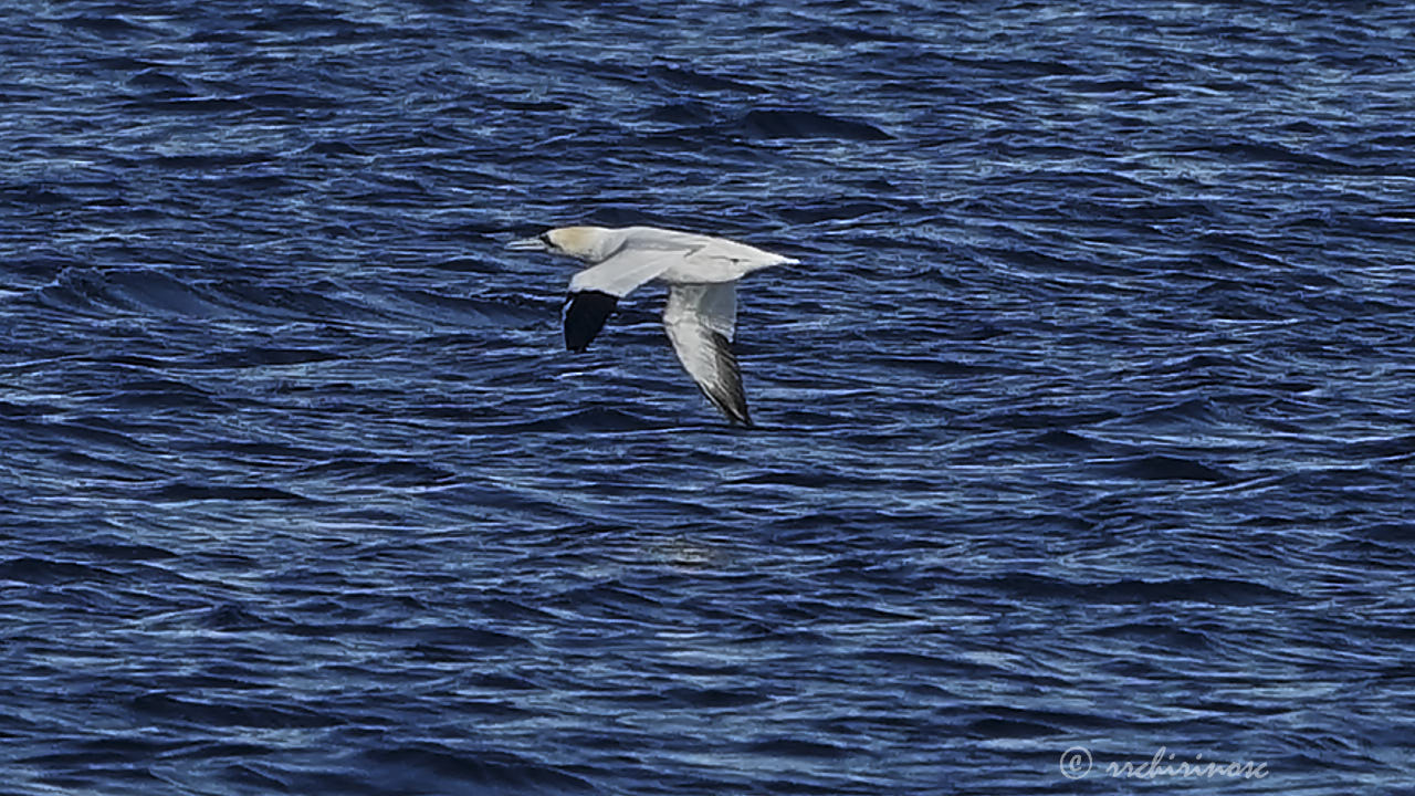 Northern gannet