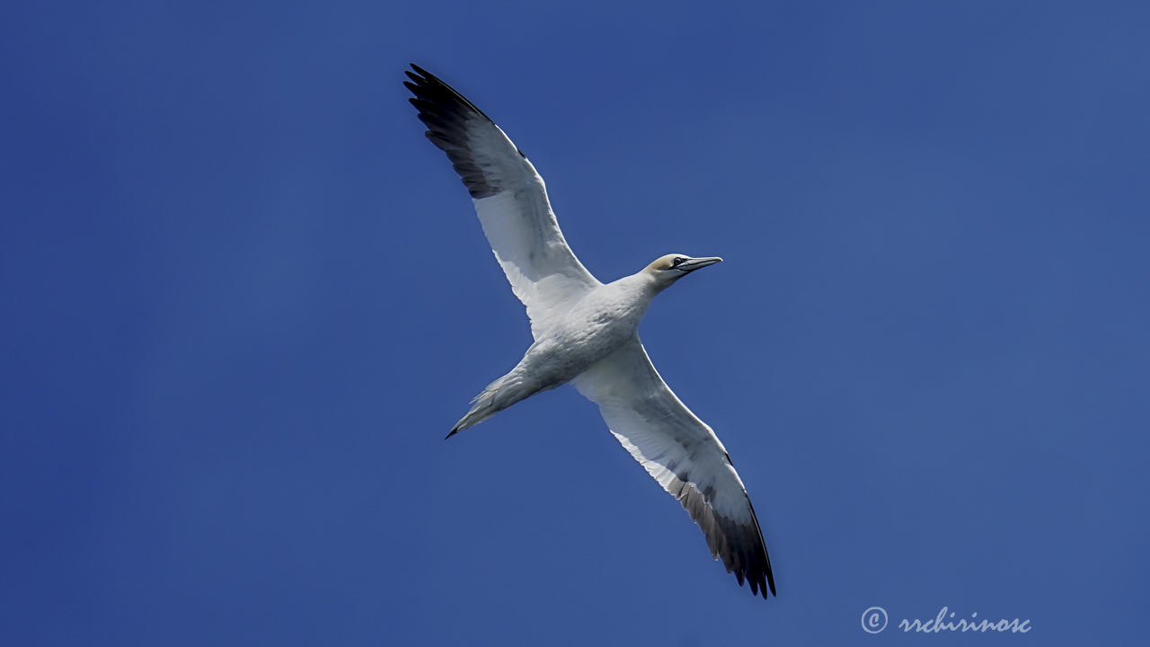 Northern gannet