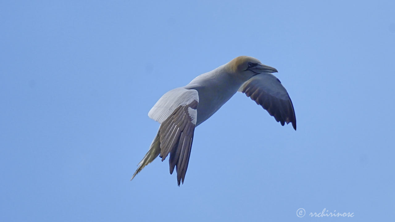 Northern gannet